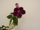 DSCF2580