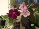 DSCF2590