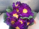 primula