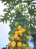 papaya de munte