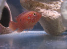 Hemichromis lifalili