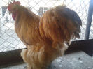 Cocos Cochin Galben 1