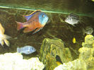 Acvariu ciclide Malawi