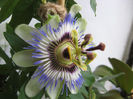 Passiflora caerulea