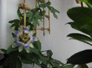Passiflora caerulea
