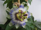 Passiflora caerulea
