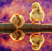 poze-animalute-desktop