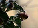 Kohleria Luc is ??