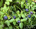 vaccinium myrtillus-fruct comestibil
