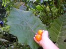 solanum quitoense fruct comestibil