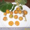 solanum stramonifolium fruct comestibil