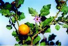 Solanum torvum fruct comestibil
