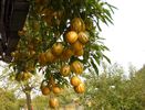 solanum muricatum fruct comestibil