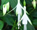 Fuchsia magellanica Alba