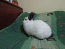 4 Luni