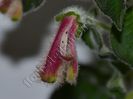 Kohleria Luci s ??