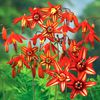 Bessera elegans bulb