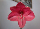 Pink Surprise