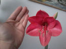 Pink Surprise