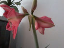 Pink Surprise