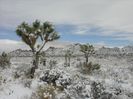 Yucca brevifolia