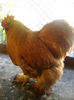 Cocos Cochin Galben 1