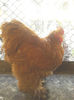 Cocos Cochin Galben 2