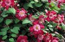 avantgarde clematis