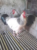 Cocos Sussex 1