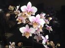 Phalaenopsis Philadelphia