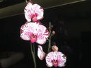 Phalaenopsis Dream Glory