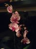 Phalaenopsis Dream Glory