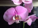 Phalaenopsis Hilo Lip