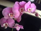 Phalaenopsis Hilo Lip