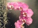 Phalaenopsis Hilo Lip