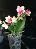 Phal. Tying Shin Cupid