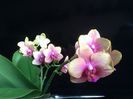 Phal. Tying Shin Cupid