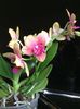 Phal. Tying Shin Cupid
