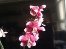 Phal. Burgundy Red