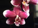 Phal. Burgundy Red
