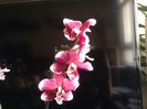 Phal. Burgundy Red