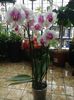 Phal Sweet heart