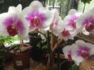 Phal Sweet heart