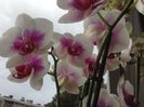 Phal Sweet heart