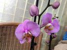 Phal. Dimension Hemde