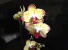 Phal. Bee Stin