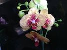 Phal Elegant Karin Aloha