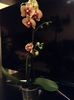 Phal Elegant Karin Aloha