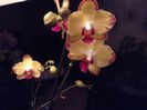 Phal. Bee Stin