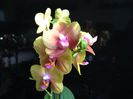 Phal Broter Sara Peach